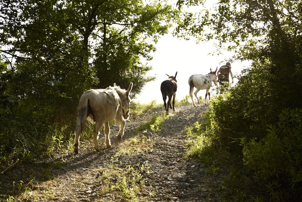 Agriturismo Ca' Del Ciuco Vezzano sul Crostolo Eksteriør bilde